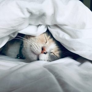 A Comprehensive Guide to JavaScript Sleep Function with setTimeout